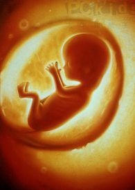 胎儿发育40周全过程